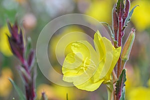 Common Evening Primrose Oenothera stricta with yellow flower photo